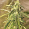 Auto Purple Gorilla feminized seeds