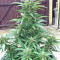 BCN Power Plant Seeds