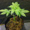 Black Gum feminized seeds
