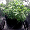 Blue Cheese Seeds (Big Buddha Seeds)