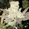 Blue Rhino Seeds