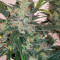 Chocodope feminized seeds