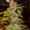 Critical Super Silver Haze Seeds