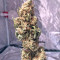 Critical (Big Head Seeds)