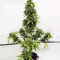 Dinamed Kush CBD Autoflowering feminized seeds