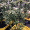 Eleven Roses Seeds (Delicious Seeds)