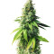 Fuel OG (Ripper Seeds)