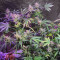 Gorilla (GG#4 Original Glue) feminized seeds