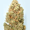 Hubbabubbasmelloscope Auto Seeds