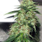 Indica XXL (Sagarmatha Seeds)