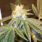 Josh D OG Seeds