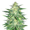 Lemon AK Auto (Fast Buds)