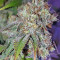 Original Bruce Banner Seeds