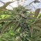 Original Bruce Banner Seeds