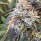 Road Dawg Seeds
