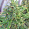 Sandstorm feminized seeds
