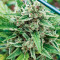 Santa Marta Haze Autoflower (Seedstockers)