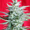 Graines de cannabis Snow Moon Regular (Ace Seeds)