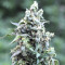 Semillas feminizadas Solomatic Auto CBD (Royal Queen Seeds)