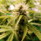 Graines de cannabis Super Critical Auto (GHS)