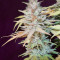 Sweet ZZ (Sweet Z) Seeds