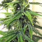 Thai Chi feminized seeds