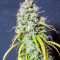 Semi femminizzati Wedding Cheesecake Auto