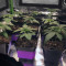 Wedding Gelato feminized seeds