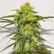 Acid Rain Autoflower Feminized Seeds (Easy Grow Seeds)