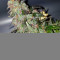 Big Bang Auto (GHS)