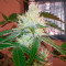 Caramelo Early Version Seeds (Delicious Seeds)