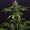 Chem-Bomb Auto Seeds