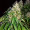 Sementes Feminizadas Auto Critical Orange Punch (Dutch Passion)