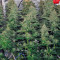 Delahaze feminized seeds