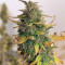 Girl Scout Cookies Autoflower feminized seeds