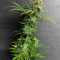 Gorilla SFV OG (Expert Seeds) feminized seeds