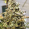 King’s Kush Auto CBD (GHS)