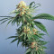 Lemon Haze Fast Version (Herbies Seeds)