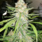 Maple Sherbet (Seedstockers)