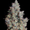 Semi femminizzati di Pounder Auto