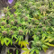 Red Hot Cookies Feminized Seeds (Sweet Seeds)