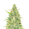 Semi Femminizzati Red Strawberry Banana Auto (Sweet Seeds)