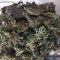 LSD Seeds - Cannabis Strain Seeds for Sale