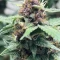 Achetez des graines féminisées Purple Juice Auto par Herbies Seeds