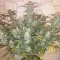 West Coast O.G. Seeds