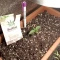West Coast O.G. Seeds