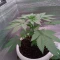 Caramelo Early Version Seeds (Delicious Seeds) - Cannabis Strain Seeds for Sale