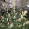Franco's Lemon Cheese feminized seeds for sale