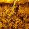 Franco's Lemon Cheese feminized seeds for sale