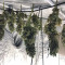 Green Gelato Seeds - Cannabis Strain Seeds for Sale